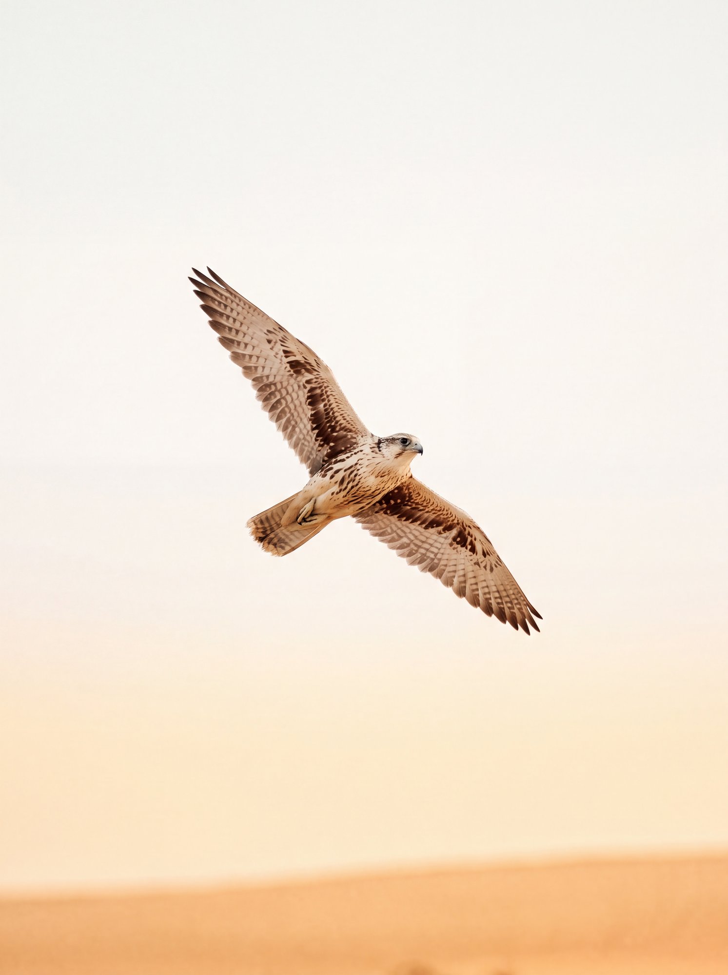 Falcon, Unhooded — generative image, 2026