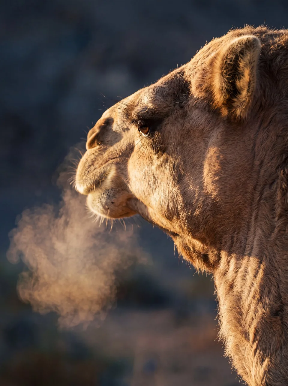 A close profile of a camel breathing a cloud of vapour into cool air — generative artwork.